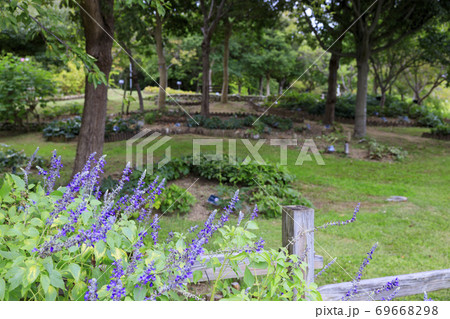 明石海峡公園 初秋の花々 明石海峡公園 初秋の花々 69668298