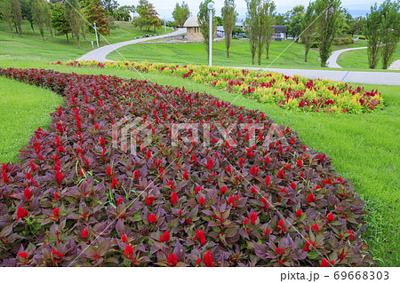明石海峡公園　初秋の花々 69668303