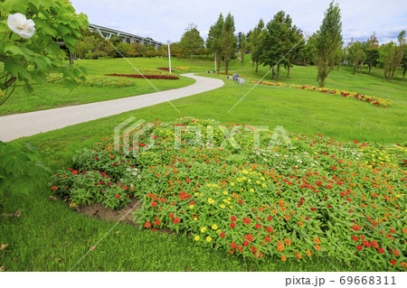 明石海峡公園 初秋の花々 明石海峡公園 初秋の花々 69668311