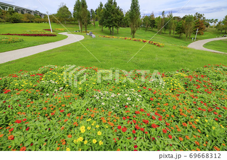 明石海峡公園 初秋の花々 明石海峡公園 初秋の花々 69668312