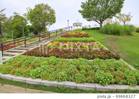 明石海峡公園 初秋の花々 明石海峡公園 初秋の花々 69668327
