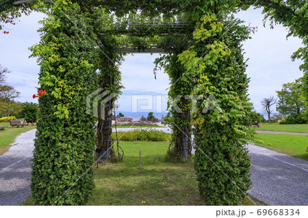 明石海峡公園 初秋の花々 明石海峡公園 初秋の花々 69668334