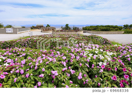 明石海峡公園 初秋の花々 明石海峡公園 初秋の花々 69668336