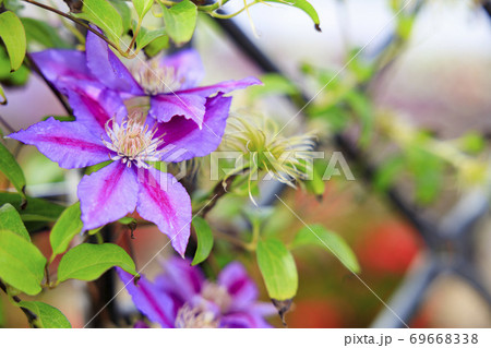 明石海峡公園 初秋の花々 明石海峡公園 初秋の花々 69668338