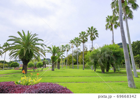 明石海峡公園 初秋の花々 明石海峡公園 初秋の花々 69668342