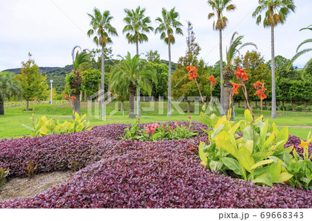 明石海峡公園 初秋の花々 明石海峡公園 初秋の花々 69668343