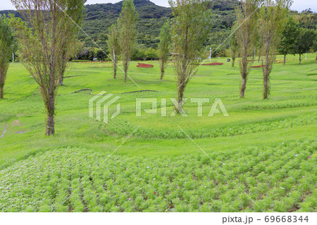 明石海峡公園 初秋の花々 明石海峡公園 初秋の花々 69668344
