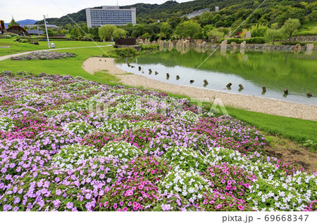 明石海峡公園 初秋の花々 明石海峡公園 初秋の花々 69668347