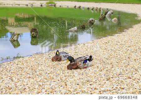 明石海峡公園 初秋の花々 明石海峡公園 初秋の花々 69668348