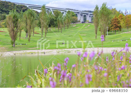 明石海峡公園 初秋の花々 明石海峡公園 初秋の花々 69668350