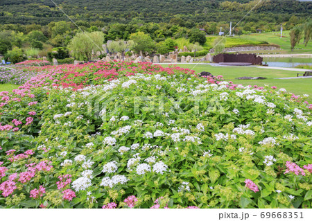 明石海峡公園 初秋の花々 明石海峡公園 初秋の花々 69668351
