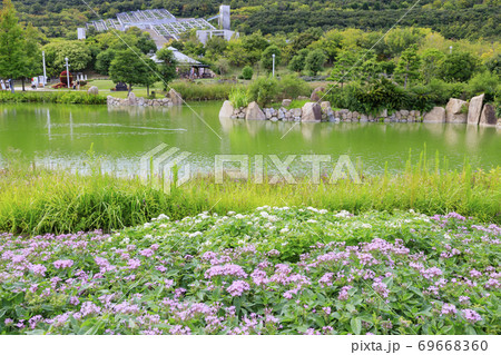 明石海峡公園　初秋の花々 69668360