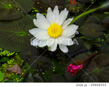 水面に浮かぶ睡蓮の花 69668503