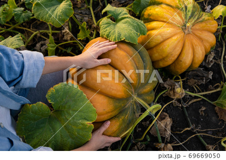 Farmer with pumpkin  69669050