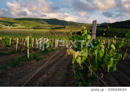 green spring vine yards landscape in cloudy weather green spring vine yards landscape in cloudy weather 69669604