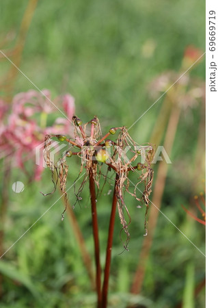 彼岸花 彼岸花 69669719