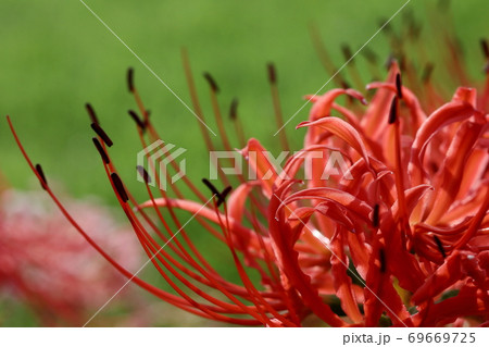 彼岸花 69669725
