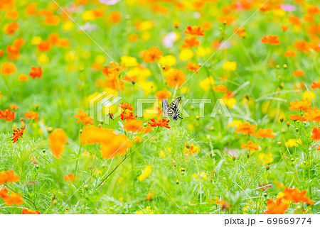 アゲハチョウ キバナコスモス カラフルな 花畑 夏の花 赤い花 オレンジの花の写真素材