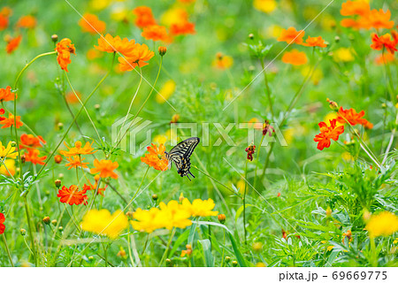 アゲハチョウ キバナコスモス カラフルな 花畑 夏の花 赤い花 オレンジの花の写真素材