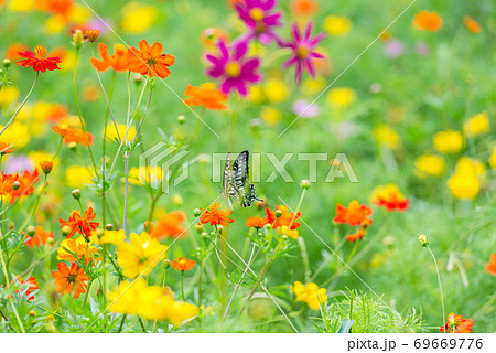 アゲハチョウ キバナコスモス カラフルな 花畑 夏の花 赤い花 オレンジの花の写真素材