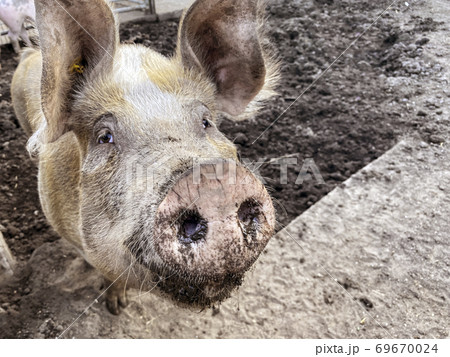 Happy pig with dirty snout poses for the camera Happy pig with dirty snout poses for the camera 69670024