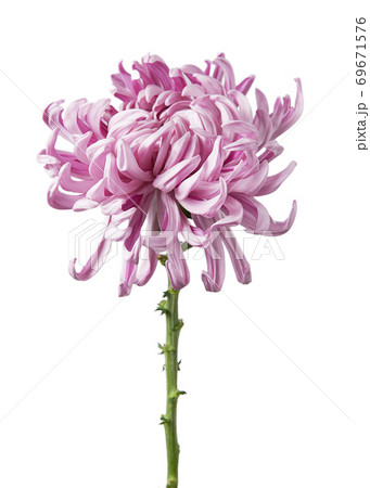 Flower Chrysanthemum grandiflorum "Vienna pink" isolated on white background. 69671576