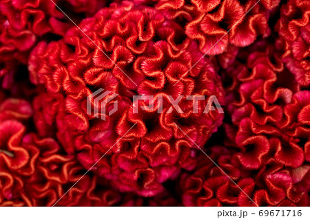 久留米ケイトウ 69671716