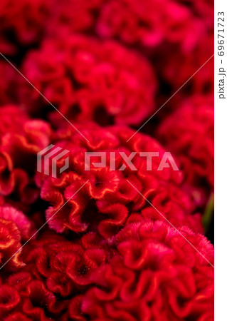 久留米ケイトウ 69671723