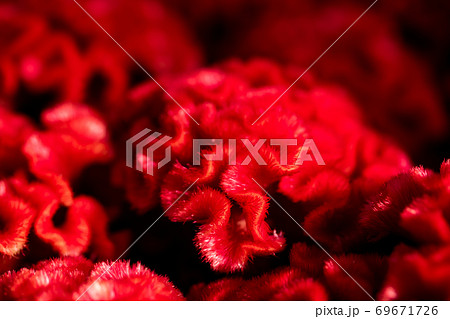 久留米ケイトウ 久留米ケイトウ 69671726