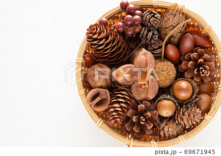 木の実 木の実 69671945