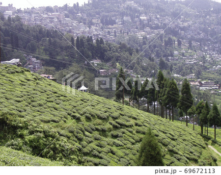 ダージリンの茶畑 69672113