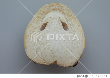 Volvariella volvacea (also known as paddy straw mushroom or straw mushroom) is a species of edible mushroom cultivated for education in Lab. Volvariella volvacea (also known as paddy straw mushroom or straw mushroom) is a species of edible mushroom cultivated for education in Lab. 69672274