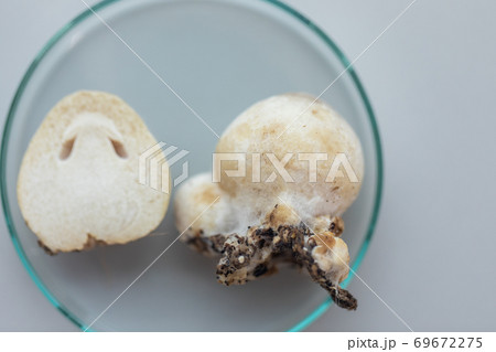 Volvariella volvacea (also known as paddy straw mushroom or straw mushroom) is a species of edible mushroom cultivated for education in Lab. 69672275