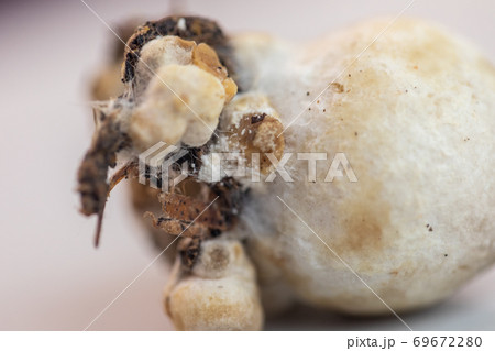 Volvariella volvacea (also known as paddy straw mushroom or straw mushroom) is a species of edible mushroom cultivated for education in Lab. Volvariella volvacea (also known as paddy straw mushroom or straw mushroom) is a species of edible mushroom cultivated for education in Lab. 69672280
