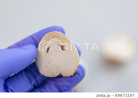 Volvariella volvacea (also known as paddy straw mushroom or straw mushroom) is a species of edible mushroom cultivated for education in Lab. 69672297