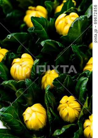黄色の秋菊・精の光彩 69672856