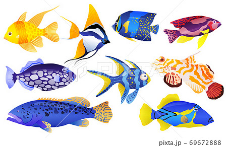 Tropical sea and aquarium fishes collection on - Stock