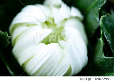 白色の秋菊・精の一世 白色の秋菊・精の一世 69672991