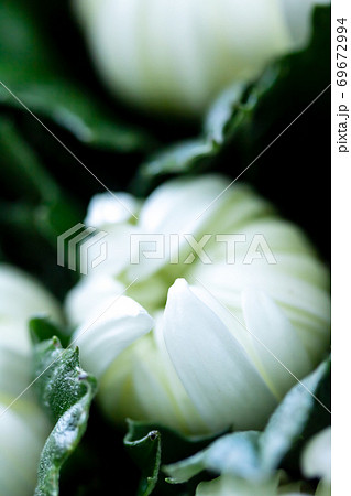 白色の秋菊・精の一世 69672994