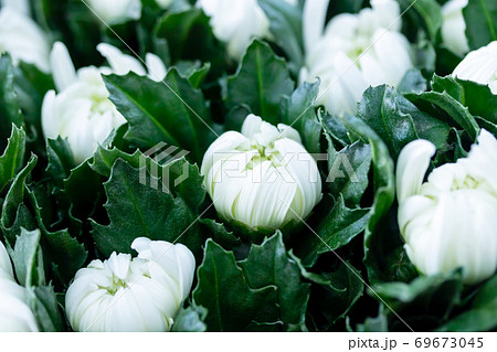 白色の秋菊・精の一世 白色の秋菊・精の一世 69673045