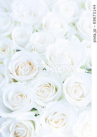 白いばら・アバランチェ 69673144