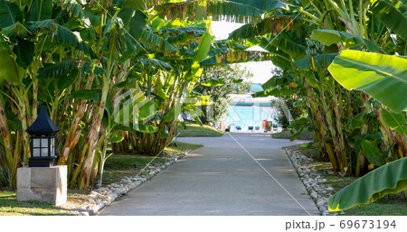 Alley of banana trees leading to the sea Alley of banana trees leading to the sea 69673194