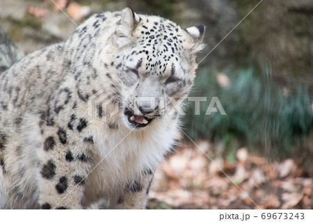 雪豹の子供 雪豹の子供 69673243