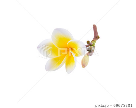 frangipani flower isolated white background 69675201