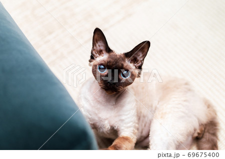 Beautiful Devon Rex cat (Blu Point type) In the home interior. Selective focus, bokeh 69675400