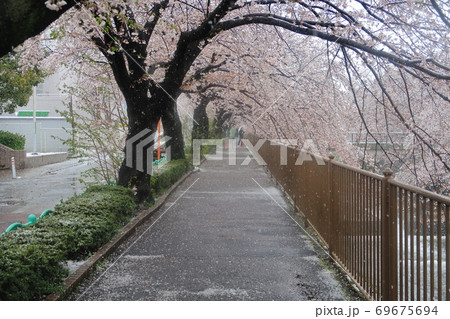 町田市 雪の恩田川と桜並木の写真素材