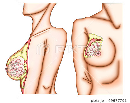女性乳房構造2 69677791