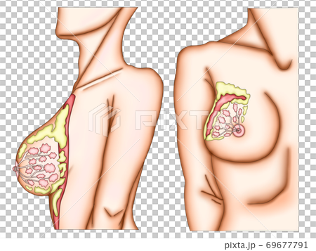 女性乳房構造2 69677791