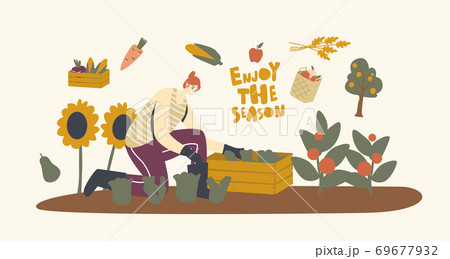 Woman Farmer in Gloves Working on Garden Bed Harvesting Tomatoes and Greenery in Wooden Box. Gardener Harvesting Crop 69677932