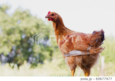 Chicken on the background of nature. Chicken on the background of nature. 69677977